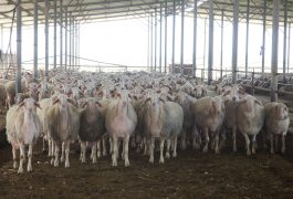 מדיניות התשלום לחלב כבשים עודף בשנת 2021