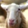 מדיניות תשלום לחלב כבשים לשנת 2010 (מעודכן)