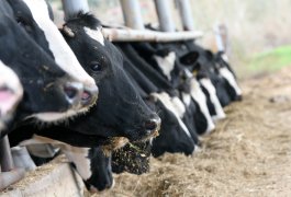 עדכון מדיניות תשלום לחלב בקר עודף – בשנת 2020